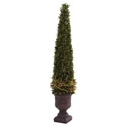 Mixed Golden Boxwood & Holly Topiary