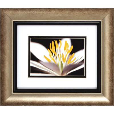 Propac Images White Poccoon I / II Wall Art (Set of 2)