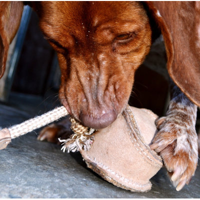 ABO Gear Baseball Dog Toy