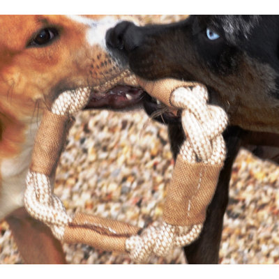ABO Gear Ring Dog Toy