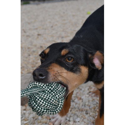 ABO Gear Ball with Handle Dog Toy