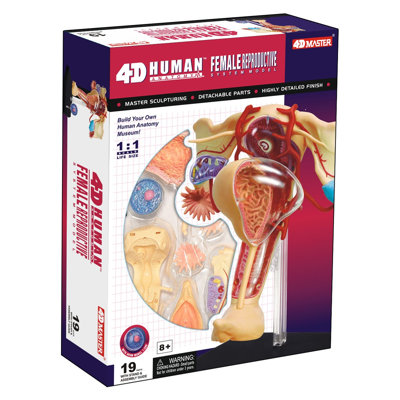 Famemaster 4D-Vision 4D-Vision Human Female Reproductive Anatomy Model