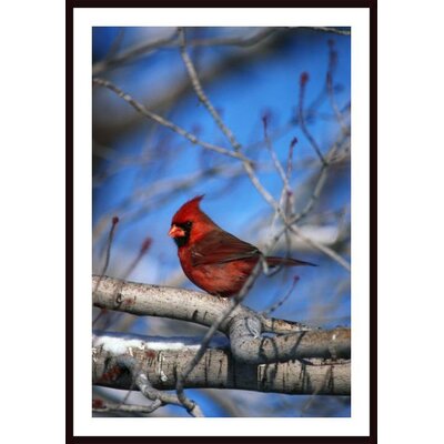  - Barewalls-Male-Northern-Cardinal-Bird-by-David-Spier-Framed-Photographic-Print