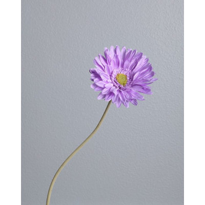 Heart to Heart Gerber Daisy Flower Wall Border