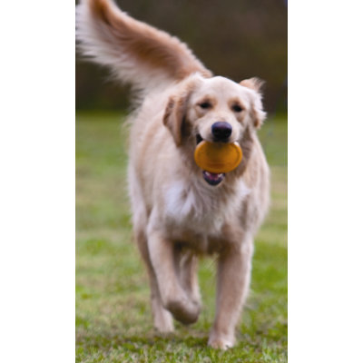 Kurgo Winga Disc Thrower Dog Toy