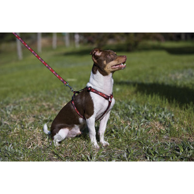 Lupine Pet Wild West 1/2" Adjustable Medium Dog Roman Harness