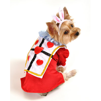 White Rabbit Dog Costume