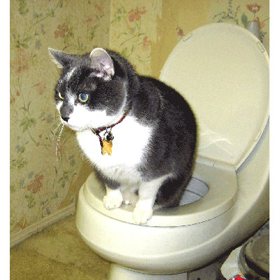 CitiKitty Cat Toilet Training Kit