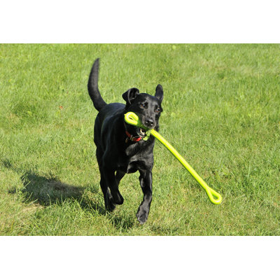 The Perfect Leash Dog Toy