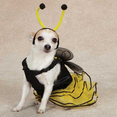Casual Canine Bee Mine Dog Costume