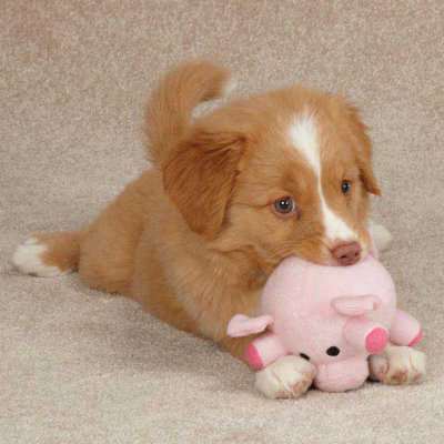 Grriggles Funny Farm Dog Toy