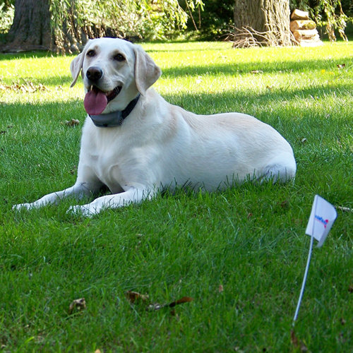 Radial Shape Havahart Wireless Electric Dog Fence Reviews Radial Shape Havahart Wireless Electric Dog Fence Reviews