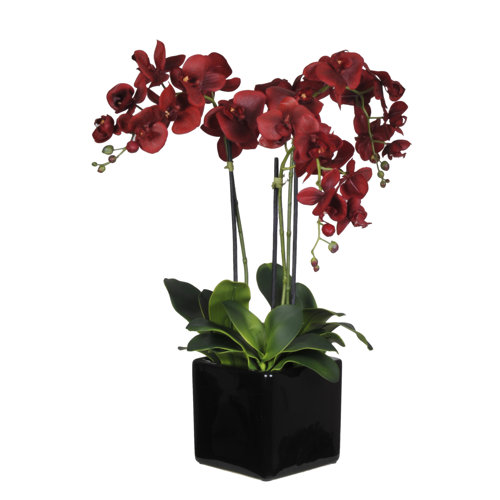 House of Silk Flowers Phalaenopsis Orchid Arrangement in Cube Ceramic