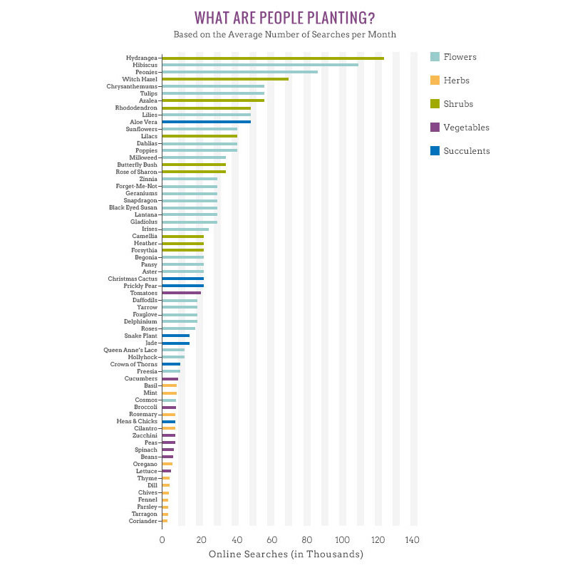 popular plants