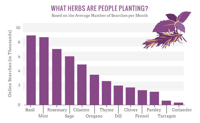 popular herbs