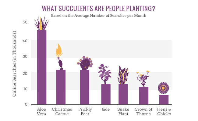popular succulents