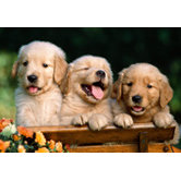 20 Essentials for Bringing Home Puppy