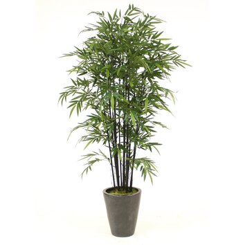 Bamboo Tree in Planter