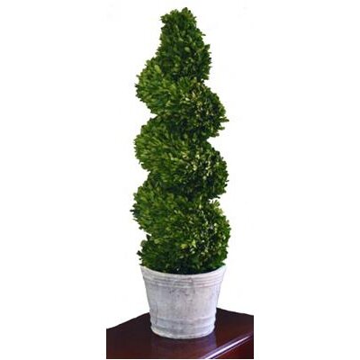 Mills Floral Boxwood Spiral Topiary in Pot & Reviews | Wayfair