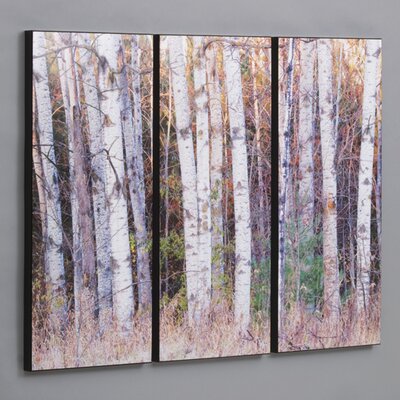 Wilson Studios Birch Trees in the Fall 3 Piece Framed Photographic ...