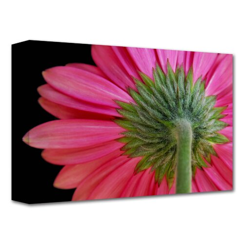 Art Wall Shy Flower by Dan Holm Graphic Art Canvas