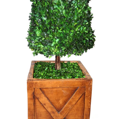 Laura Ashley Home Tall Preserved Spiral Boxwood Cone Topiary in