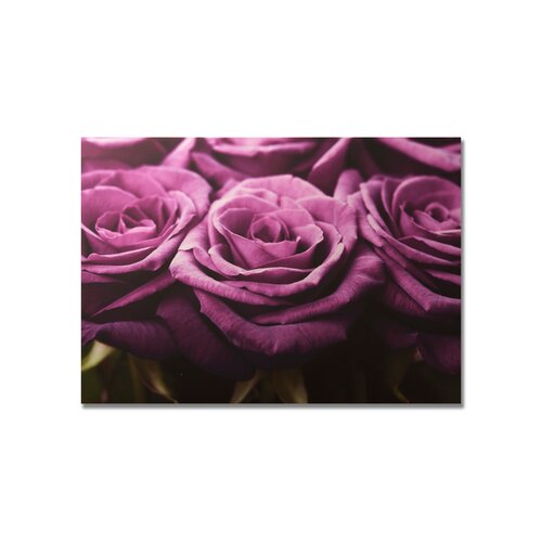 Graham & Brown Plum Roses Row Printed Canvas Art   30 X 40