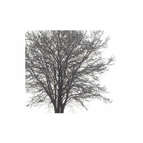 Walls Modern Murals Tree Hugger Mural in Black and White