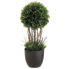 Tea Leaf Round Topiary in Planter