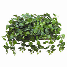 Pothos Desk Top Plant in Planter