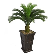 Tall Cycas Palm Tree in Fiberstone Planter