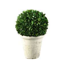 Preserved Boxwood Ball in Stone Planter