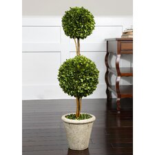 Two Sphere Topiary Preserved Boxwood